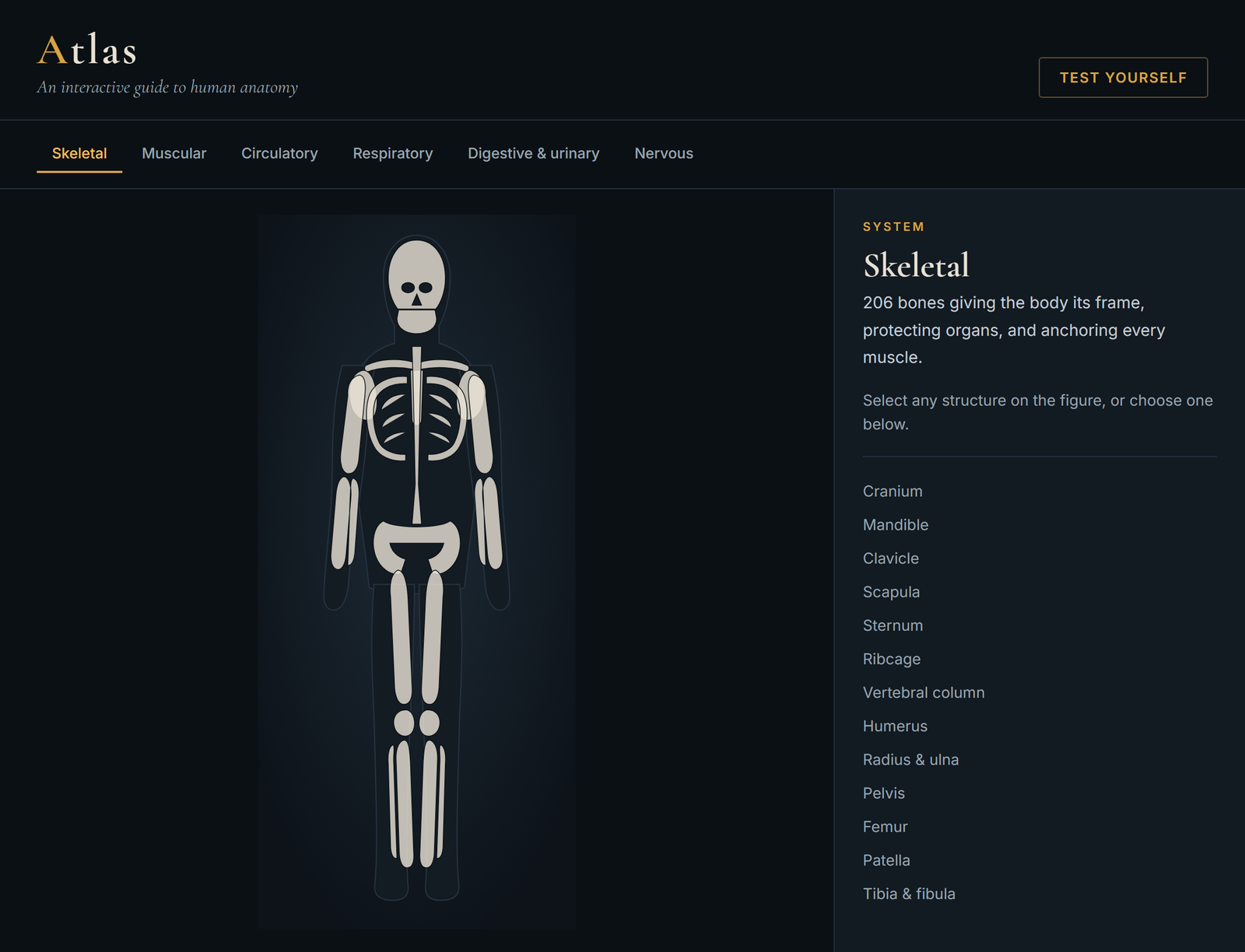 The Atlas interface showing the skeletal system, with system tabs and an information panel