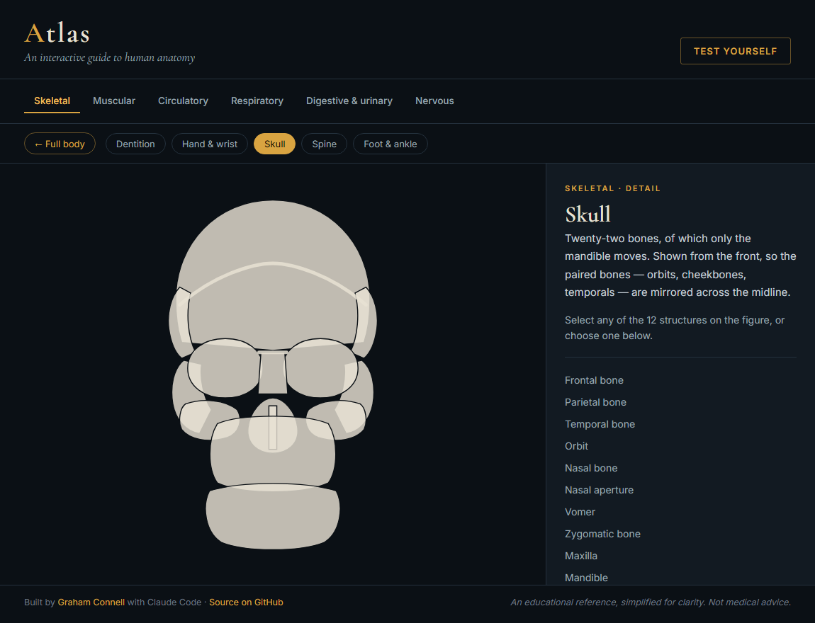 The Atlas skull view, showing cranial and facial bones from the front