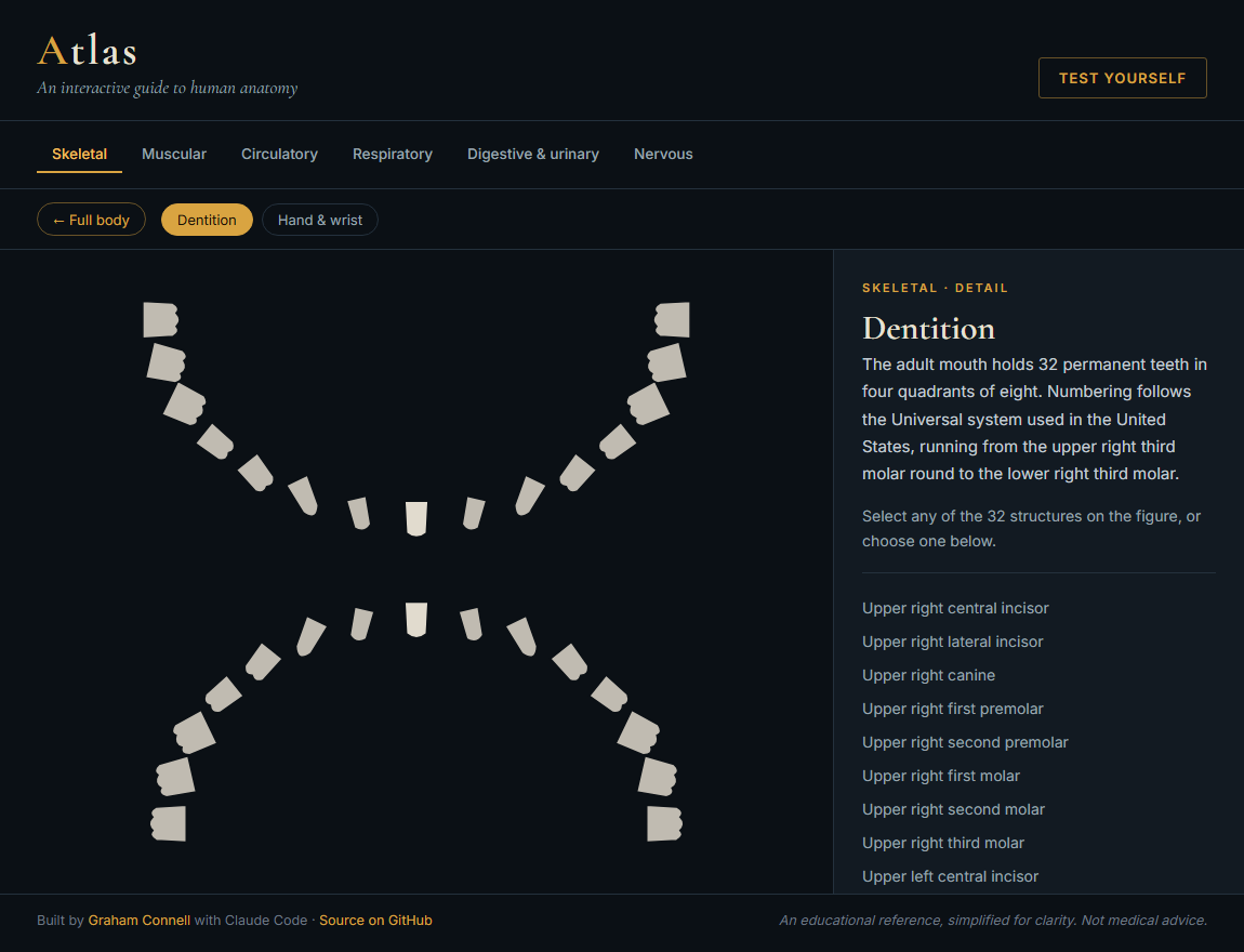 The Atlas dentition view, showing all 32 permanent teeth in two arches
